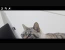 チクさんとタブレットと