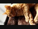 ひとくちねこ動画　日向ぼっこにおじゃました