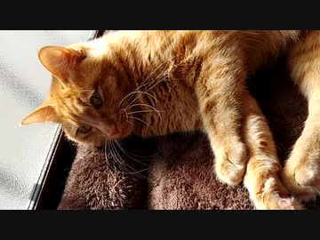ひとくちねこ動画　日向ぼっこにおじゃました