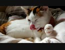 ひとくちねこ動画　三毛猫がぺろぺろするだけ