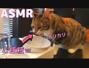 【ASMR】猫がカリカリを食べる咀嚼音【Cat Eating Dry Food】