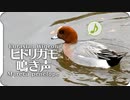 【鳥の鳴き声】ヒドリガモの鳴き声01オス + 喧嘩シーン Eurasian Wigeon  Mareca penelope