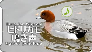 【鳥の鳴き声】ヒドリガモの鳴き声01オス + 喧嘩シーン Eurasian Wigeon  Mareca penelope