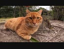 静かな公園のゴージャス猫に逆おもてなしされた