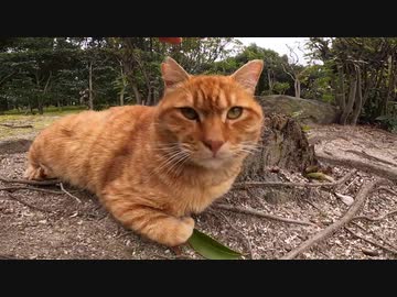 静かな公園のゴージャス猫に逆おもてなしされた