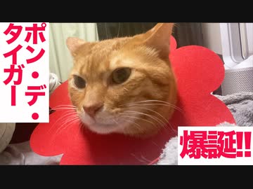 ポン・デ・タイガー、爆誕する