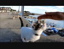 猫島で座ったらあっという間に猫に包囲される