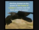 Merlina, known as the queen of the Tower of London’s ravens, has not been seen for weeks!
