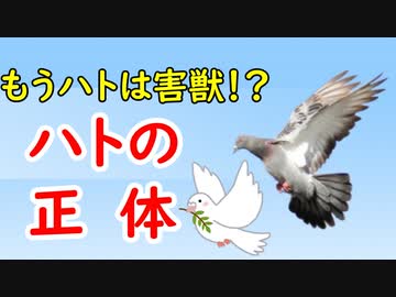 平和の象徴 なぜ鳩だったのか その秘密に迫ってみる ニコニコ動画