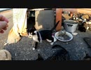 狂暴な野良の子猫に素手で鶏肉をあげた結果…「ちょっとしたコントだった」