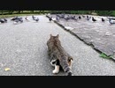 餌に夢中な鳩の群れを忍び足で狙う野良猫が面白い