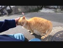 我を忘れて猫島の野良猫と道の真ん中でイチャついてみたゾ