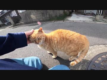 我を忘れて猫島の野良猫と道の真ん中でイチャついてみたゾ