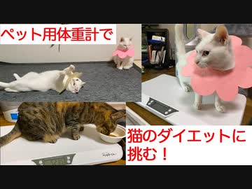 ダイエットする系ネコチャンズ、ペット用体重計での健康管理に挑む