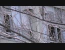 洗濯を干しにベランダに出ると伊興中学校校内から「あ、あいつ、」「まんこ」