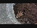 [不法侵入]タランチュラ飼育日記その８４[不法占拠]