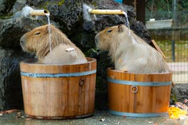 カピバラ温泉の季節です