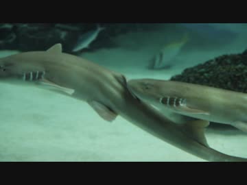 SHARKな吸引力