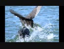 野鳥観察2021年2月4日