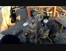 狂暴な野良の子猫がフレンドリーになっていく様子 １【野良猫鶏肉騒動終幕】