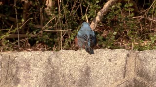 まったりする青い鳥