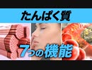 【必見】たんぱく質の7つの機能と働き【ビーレジェンド プロテイン】