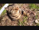 【長編動画】野良猫にねこじゃすりを使ったりトントンやナデナデして最後まで逃げずに喜んでもらえた
