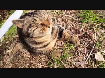 【長編動画】野良猫にねこじゃすりを使ったりトントンやナデナデして最後まで逃げずに喜んでもらえた