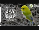 メジロの鳴き声