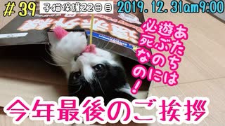 子猫にしか出来ない遊び  今年最後の動画 ご挨拶   たまごさんとアクア納め