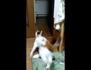 ひとくちねこ動画　賢い三毛猫と遊ぶ