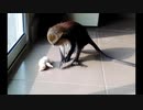 ひよこ食べるよ