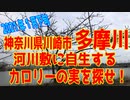 「多摩川」河川敷に自生する、カロリーの実を探せ！+ルポ＆食