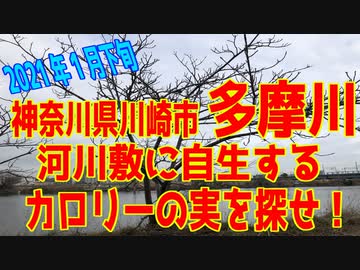 「多摩川」河川敷に自生する、カロリーの実を探せ！+ルポ＆食