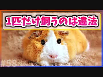 【ゆっくり解説】スイスではモルモットを1匹だけ飼うのは違法【今日の豆知識】