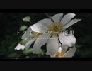 ドライフラワー - Namaz Cover