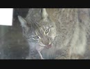 手羽先を食べるヨーロッパオオヤマネコ。