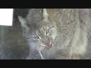 手羽先を食べるヨーロッパオオヤマネコ。
