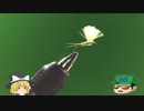 CDCダン　～ゆっくりフライタイイング～【ゆっくり解説】【フライフィッシング】【フライタイイング】