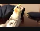 かぶり物が好きなオカメインコ