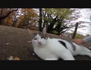 散歩コースで横たわる野良猫にねこじゃすりを見せたらクンクン匂いをチェックされたｗ
