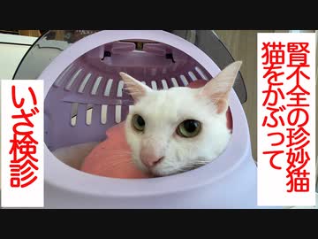 腎不全のウチューネコチャン、好調を維持して猫を放棄する