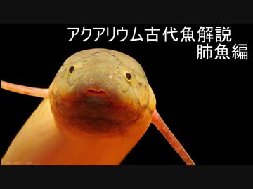 【ゆっくり解説】現生の古代魚解説　肺魚編【アクアリウム】