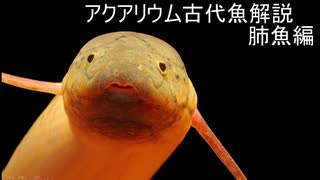 【ゆっくり解説】現生の古代魚解説　肺魚編【アクアリウム】