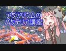 【アクアリウムVOICEROID部】死神茜ちゃんのアクアリウム講座Part1【バクテリアの定着】