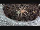 [蜘蛛の楽園]タランチュラ飼育日記その８６[秘密の花園]