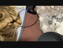 コタツをとられたタタルさん　＃214