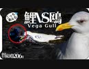 0206Bカモメがコイを襲う ミミズ食べるカラス ミカン食べるヒヨドリ 梅とメジロ ウグイスなど