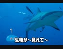 しんこんりょこう
