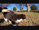 空気の乾いた日に出会ったハチワレ猫にねこじゃすりを使ったらゴロゴロ音が聞こえてきた